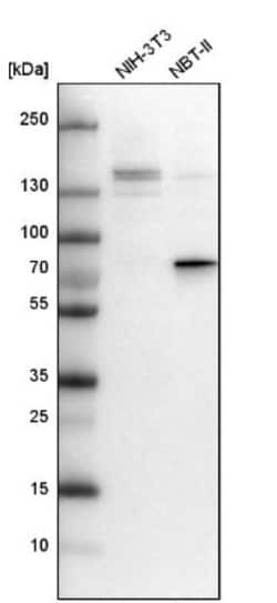 DEF6 Antibody, Novus Biologicals 25 &mu;L; Unlabeled:Antibodies, Polyclonal